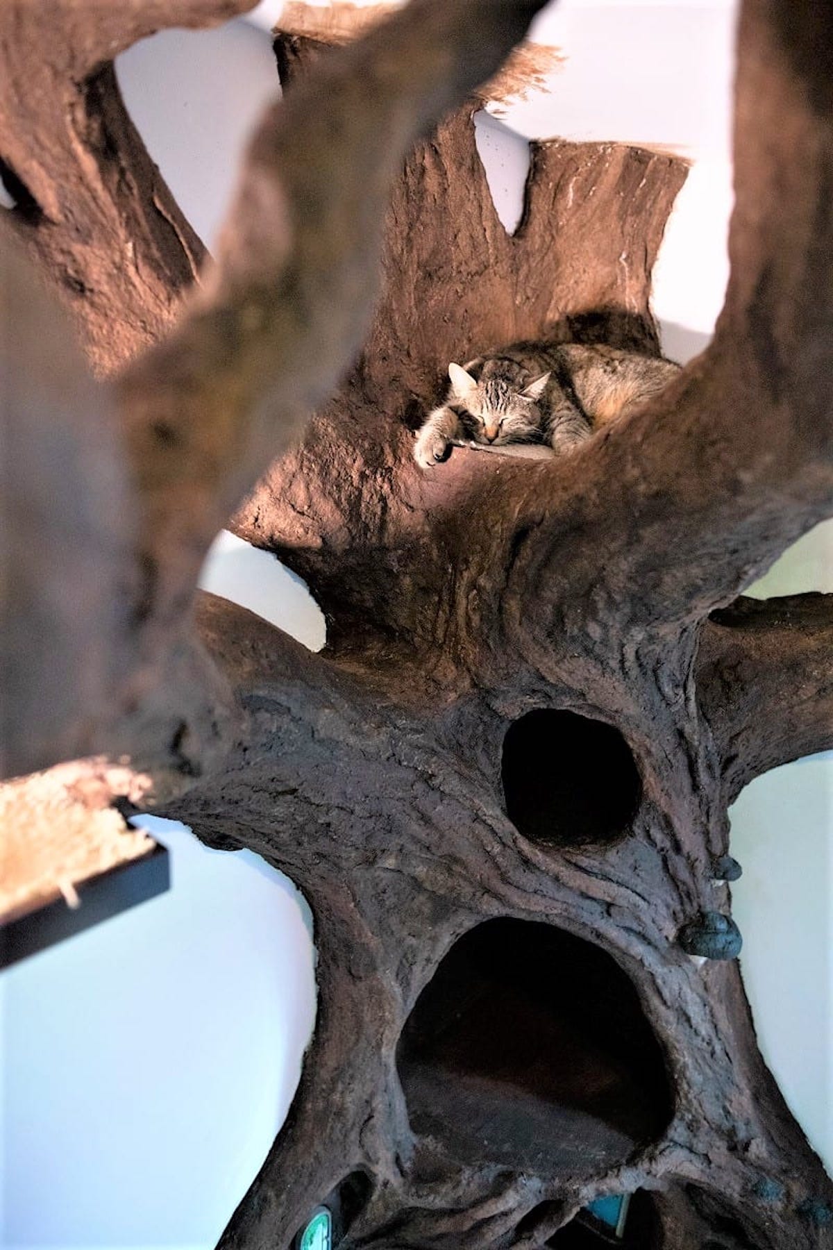 Cet arbre à chat grandeur nature est complètement dingue #6