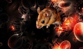 Des chercheurs éliminent le virus du Sida chez la souris