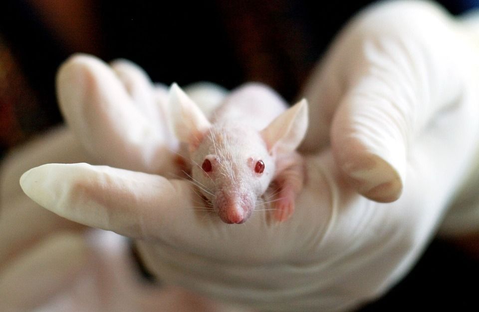 Des chercheurs éliminent le virus du Sida chez la souris