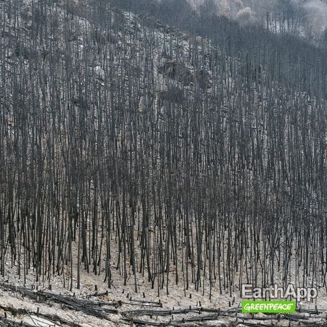 EarthApp : Greenpeace détourne FaceApp pour montrer le futur visage de la Terre #11