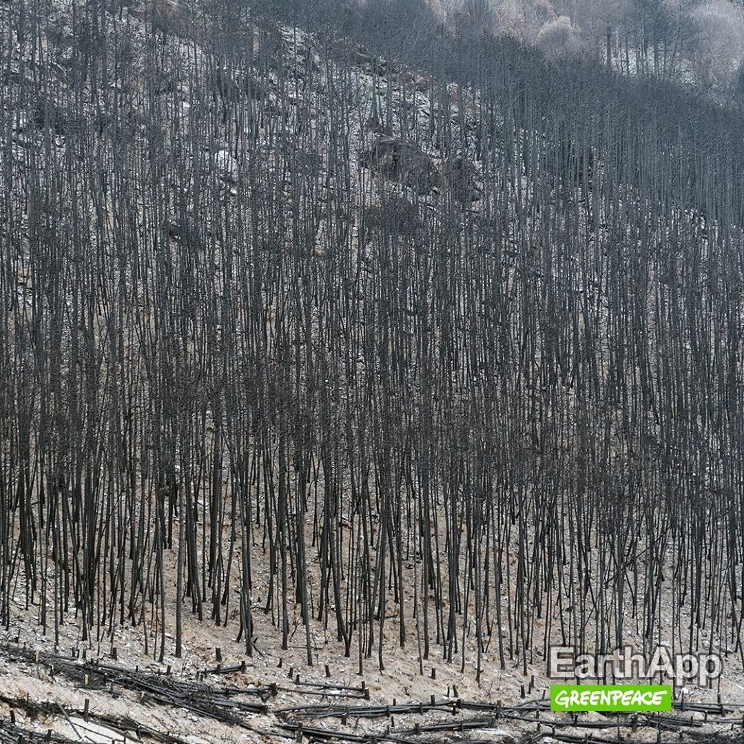 EarthApp : Greenpeace détourne FaceApp pour montrer le futur visage de la Terre #11