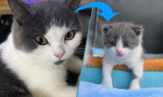 Chine : premier clonage de chat réussi