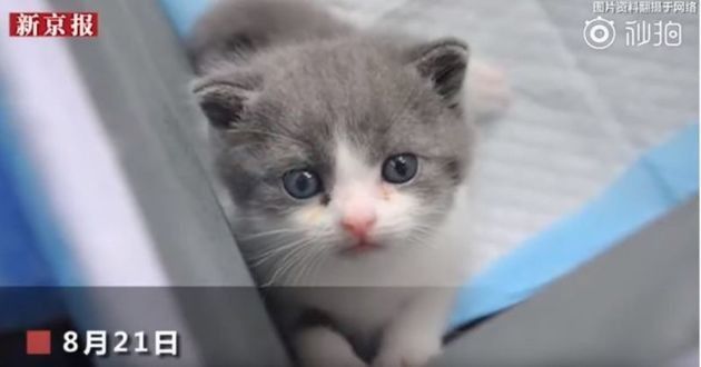 Chine : premier clonage de chat réussi
