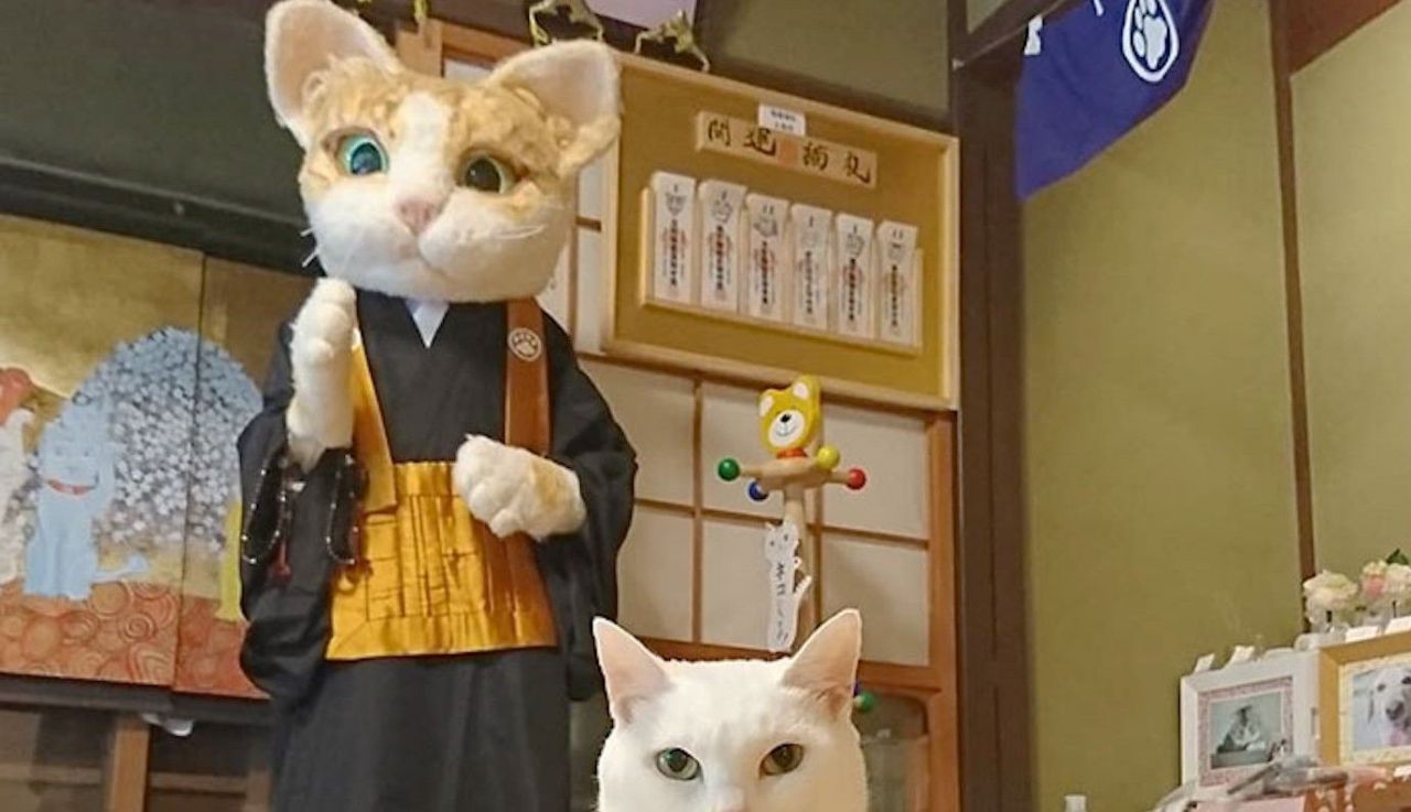 Au Japon, il existe un temple dédié aux chats