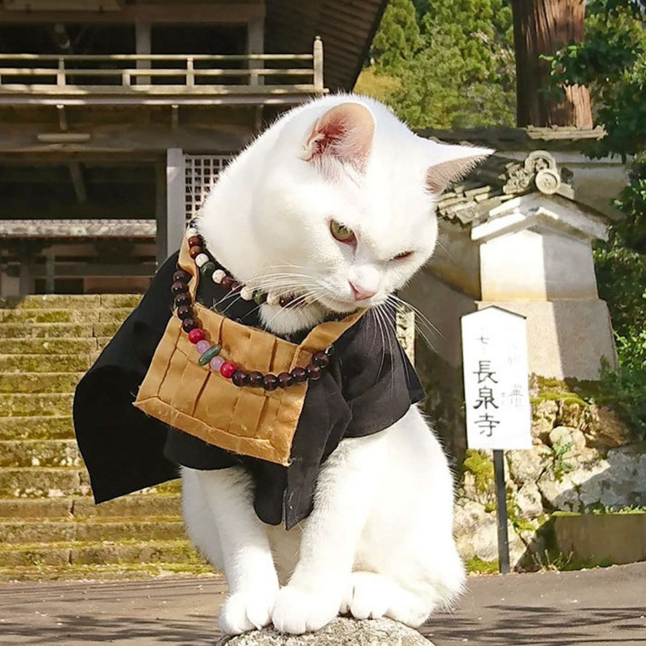 Au Japon, il existe un temple dédié aux chats #9