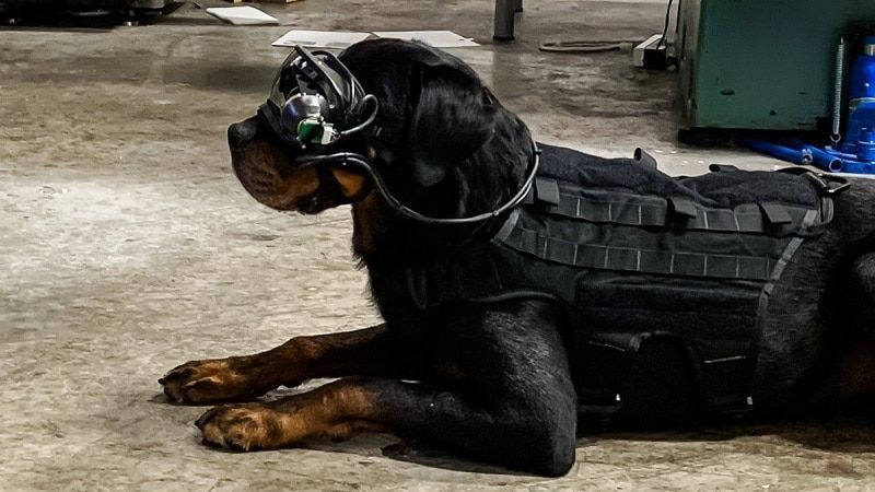 Des chiens de guerre bientôt équipés de lunettes à réalité augmentée dans l'armée américaine #2