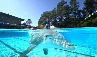 Ces dauphins-robots plus vrais que nature remplaceront bientôt les animaux des parcs aquatiques