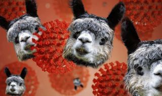Covid-19 : les lamas pourraient être la clé d'un vaccin contre le coronavirus