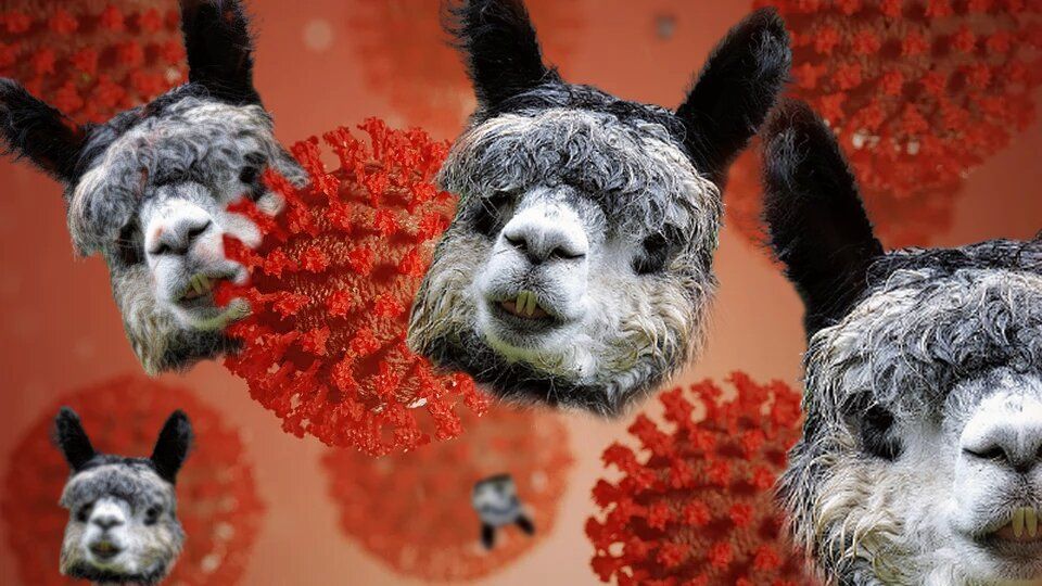 Covid-19 : les lamas pourraient être la clé d'un vaccin contre le coronavirus