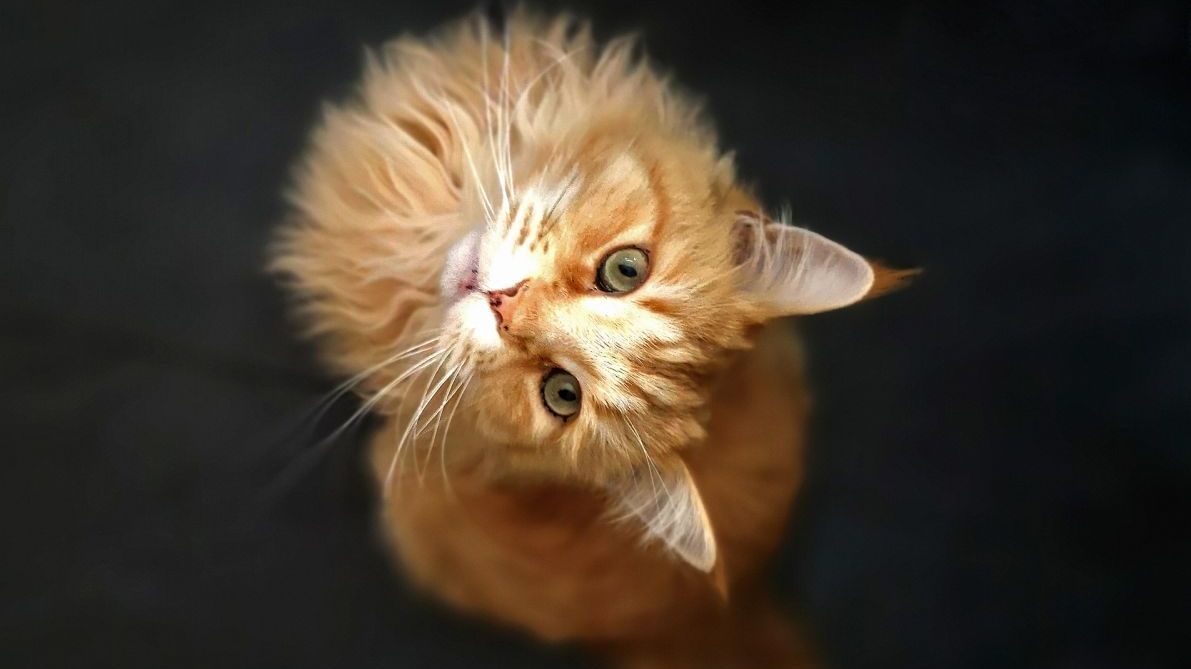 MeowTalk : une appli qui traduit les miaulements de votre chat #2