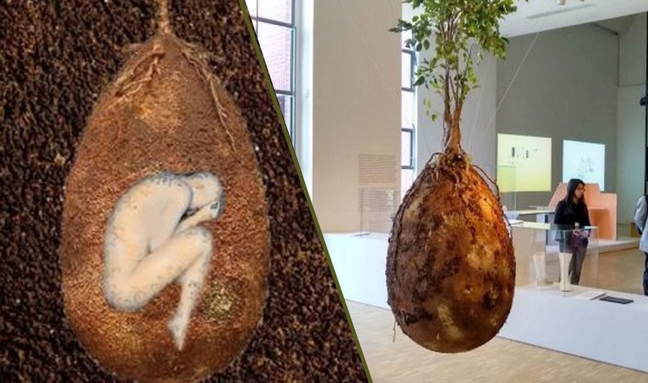 Cet œuf funéraire transforme votre corps en arbre