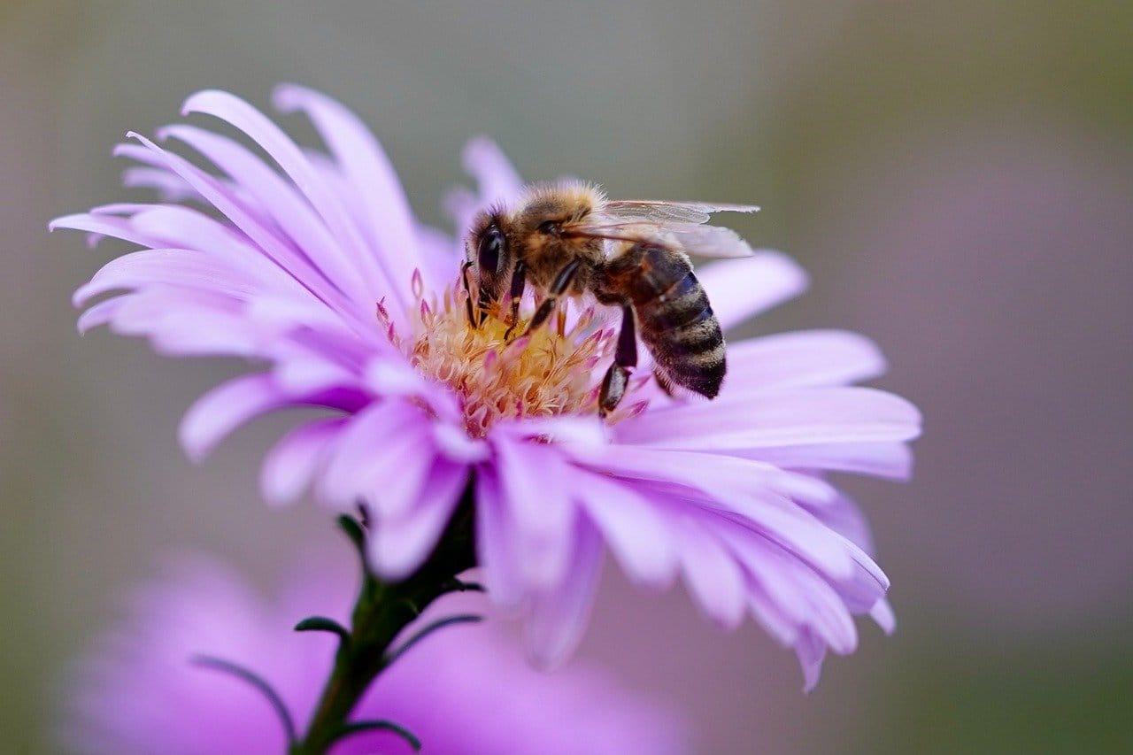 La ville de Leicester va végétaliser tous ses abribus pour protéger les abeilles