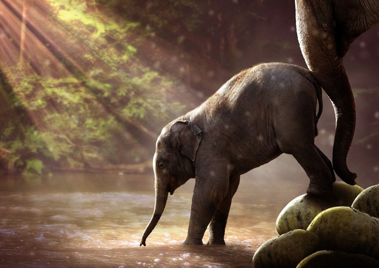 Des éléphants naissent sans défenses à cause du braconnage