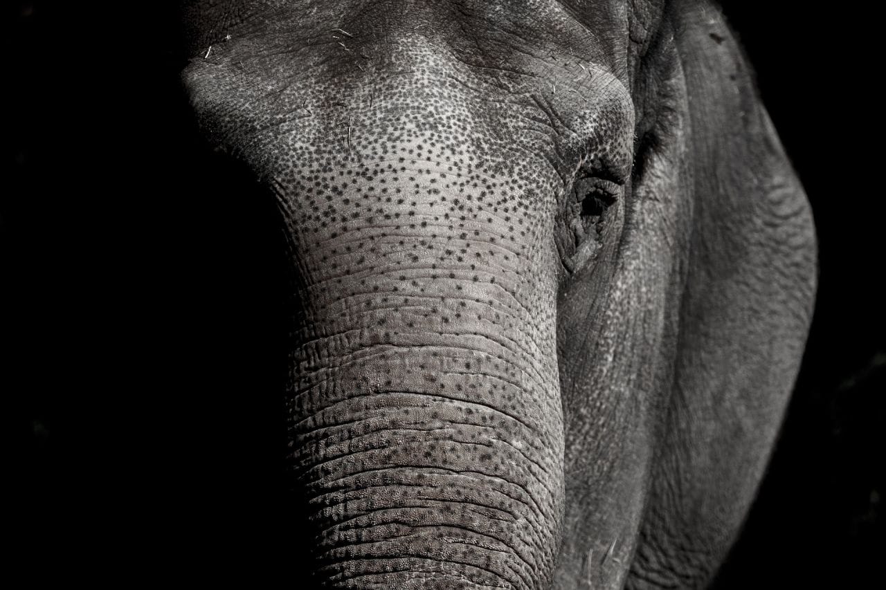 Des éléphants naissent sans défenses à cause du braconnage #3