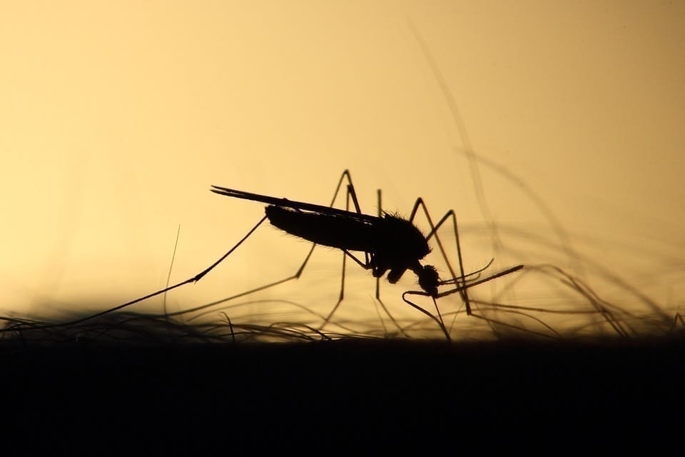 Ce laser intelligent détecte et cible les moustiques pour vous aider à les éliminer #3