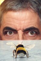 Fiche du film Seul face à l'abeille