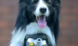 Avec Heartography, votre chien prend des photos quand il est content