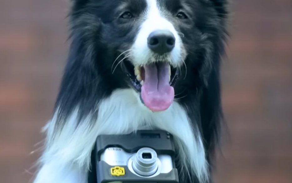 Avec Heartography, votre chien prend des photos quand il est content