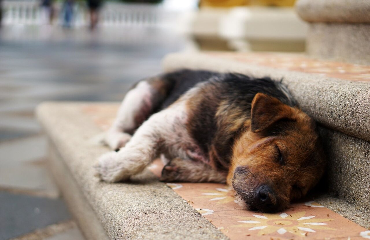 L’appli Petnow peut identifier les chiens et chats perdus grâce à l’IA #4