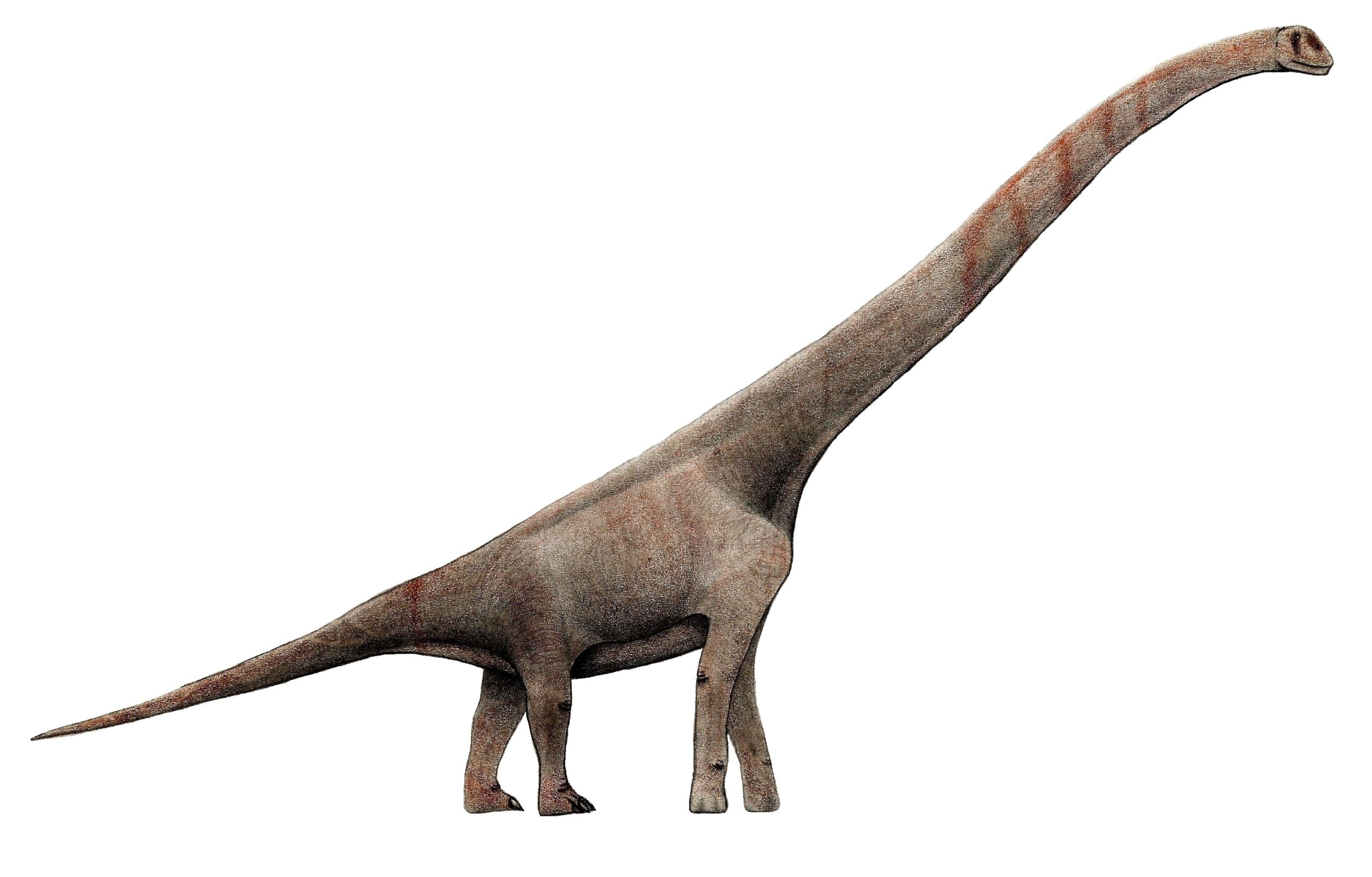 La plus longue piste d'empreintes de dinosaures au monde a été découverte au Texas #4